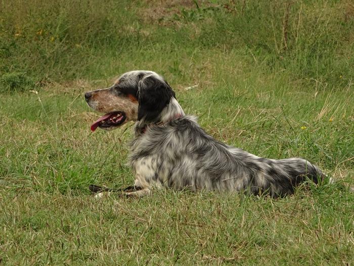 Setter ingelesa da txakur arraza ohikoena Lasarte-Orian