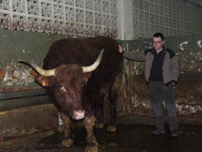 Moxolo, Etxezarreta Harategian "bota" den ganadurik handiena