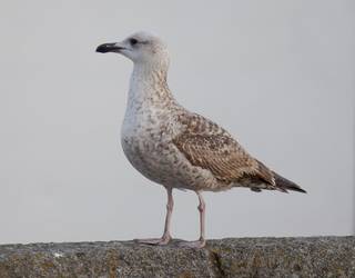 Hegazti gripe kasu bat detektatu dute udalerrian