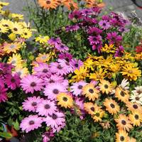 XIII. Lore eta Landareen Azoka