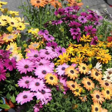 XIII. Lore eta Landareen Azoka