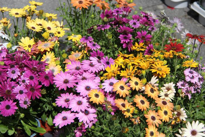 XIII. Lore eta Landareen Azoka