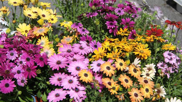 XIII. Lore eta Landareen Azoka