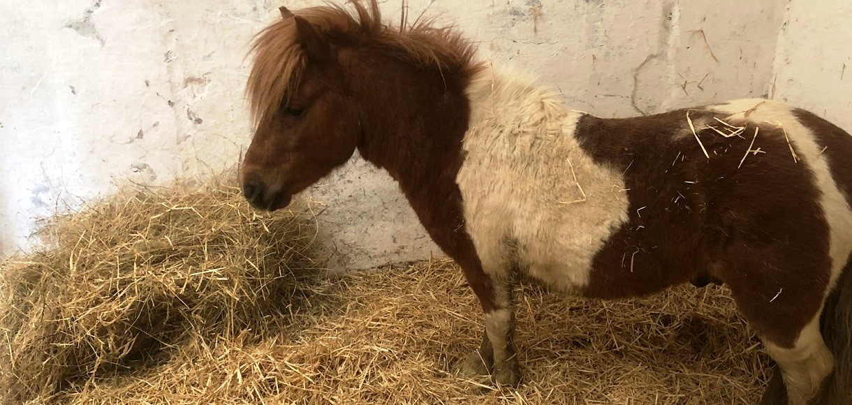 Poniaren jabearen bila jarraitzen du udalak