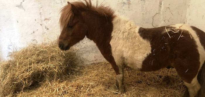 Poniaren jabearen bila jarraitzen du udalak